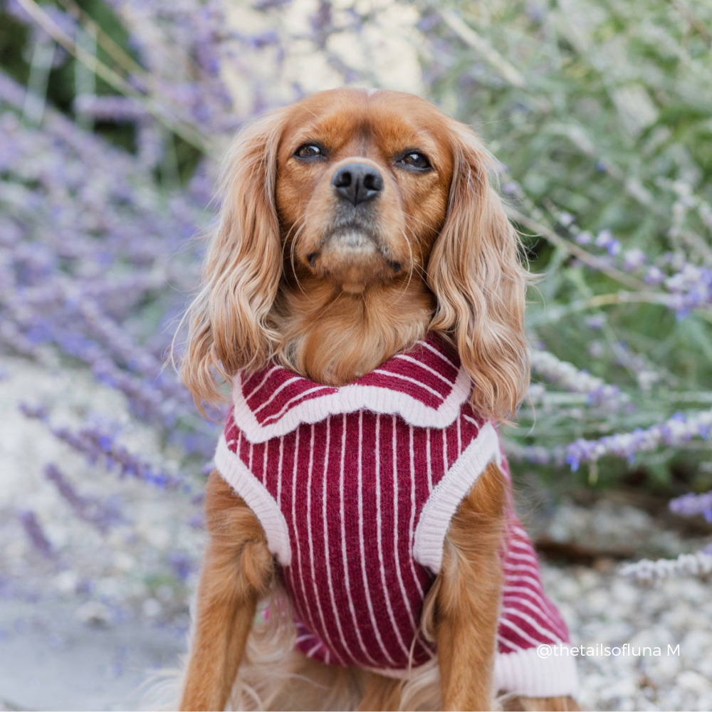 A brown dog wearing a burgundy and pink striped knit sweater, sitting outdoors in front of blurred purple flowers.