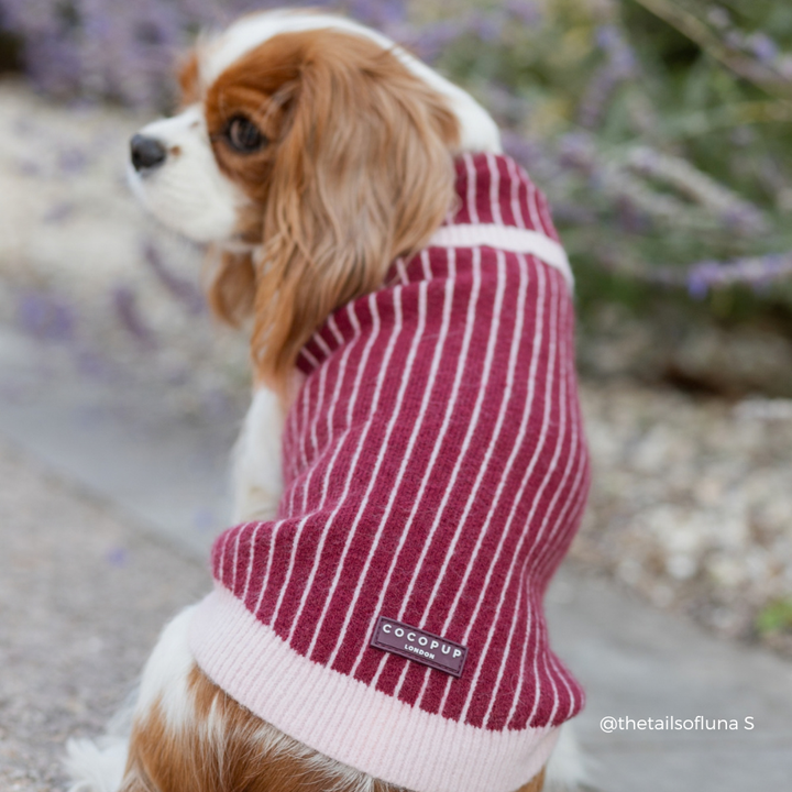 A Cavalier King Charles Spaniel dog wearing a burgundy and cream striped knit sweater outdoors.