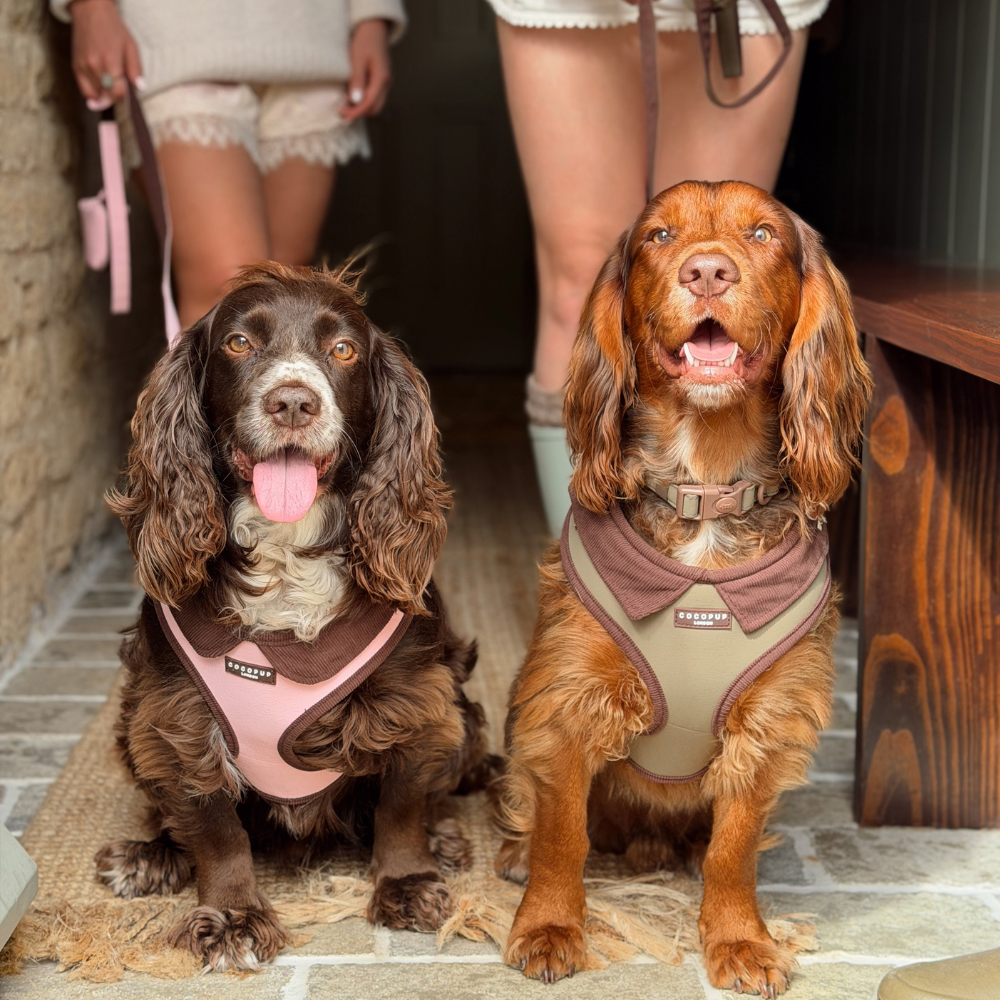 Two dogs wearing dog harnesses sitting on a stone floor indoors, with parts of two people visible behind them holding leashes. The left dog wears a pink and brown harness, and the right dog wears a green and brown harness.