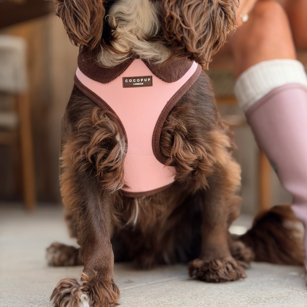 A brown dog wearing a pink and brown harness, sitting on a light-colored floor with a person's leg visible in the background.