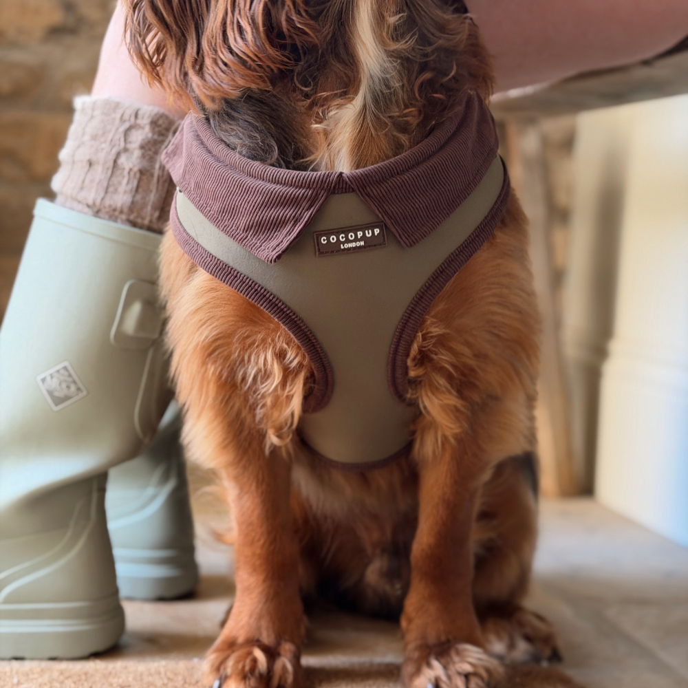 A dog wearing a brown corduroy harness with a moss green body, sitting indoors next to a person's legs in light green rain boots.