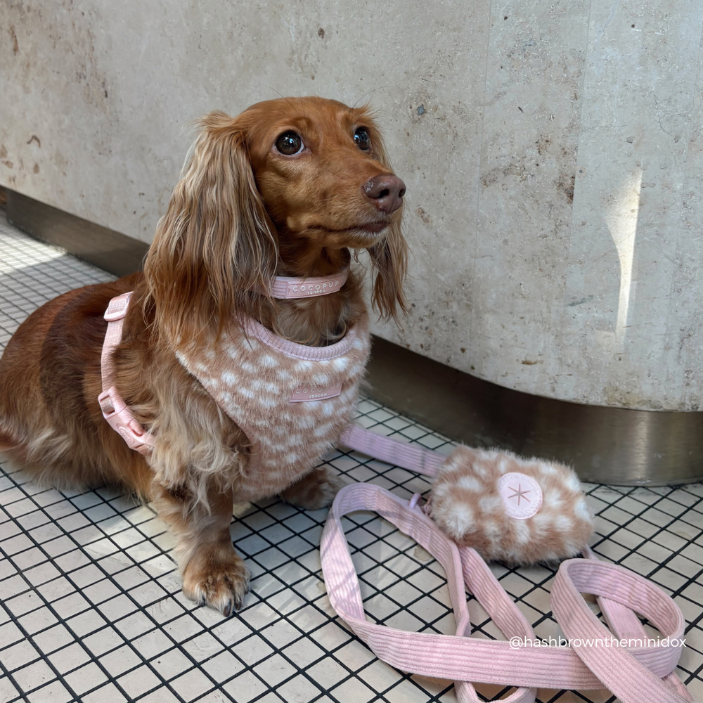 A brown dachshund wearing a pink patterned harness and matching leash sits on a tiled floor against a concrete wall. A matching fluffy pouch with a pink button is placed nearby.