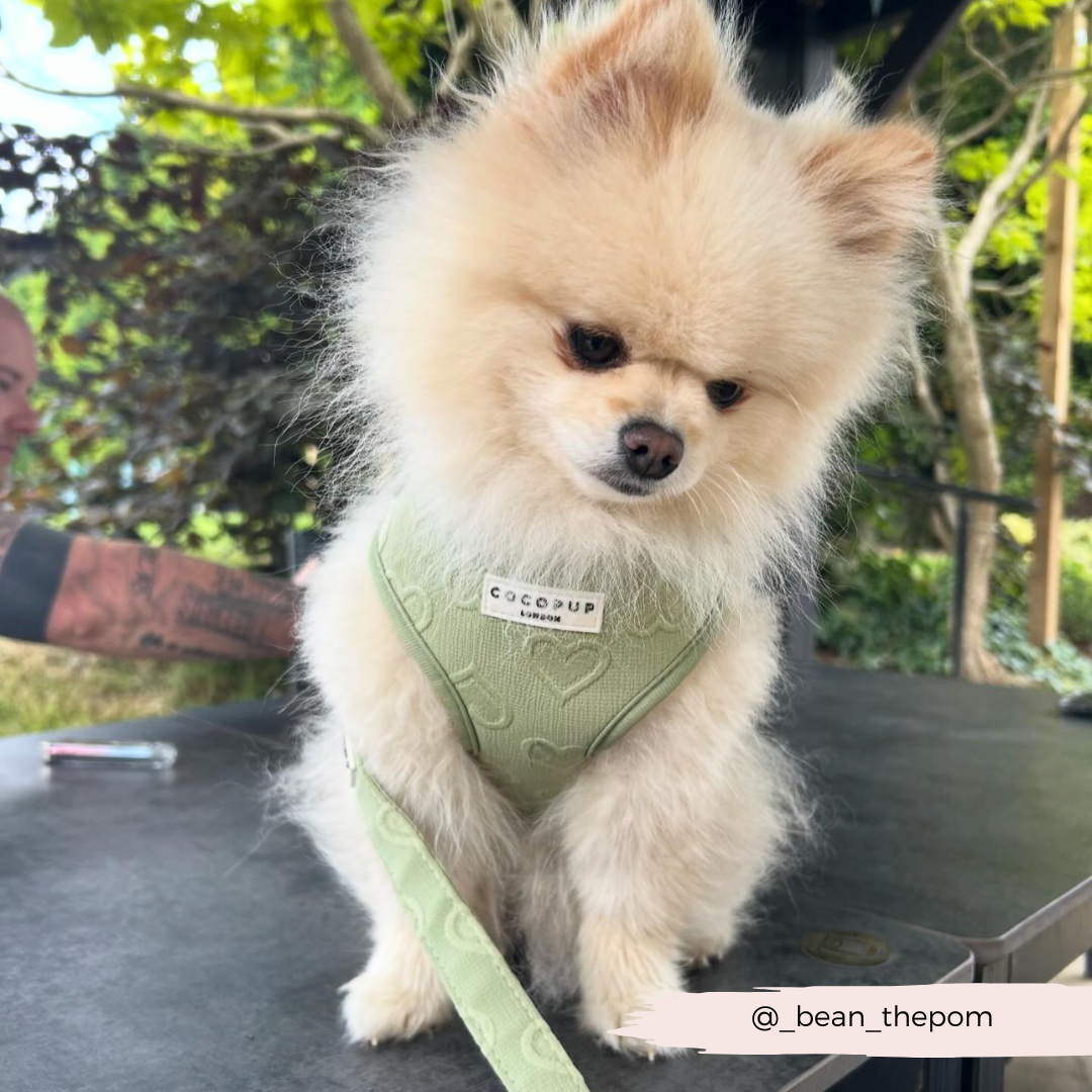 Trending Wholesale bootylicious pomeranian slippers