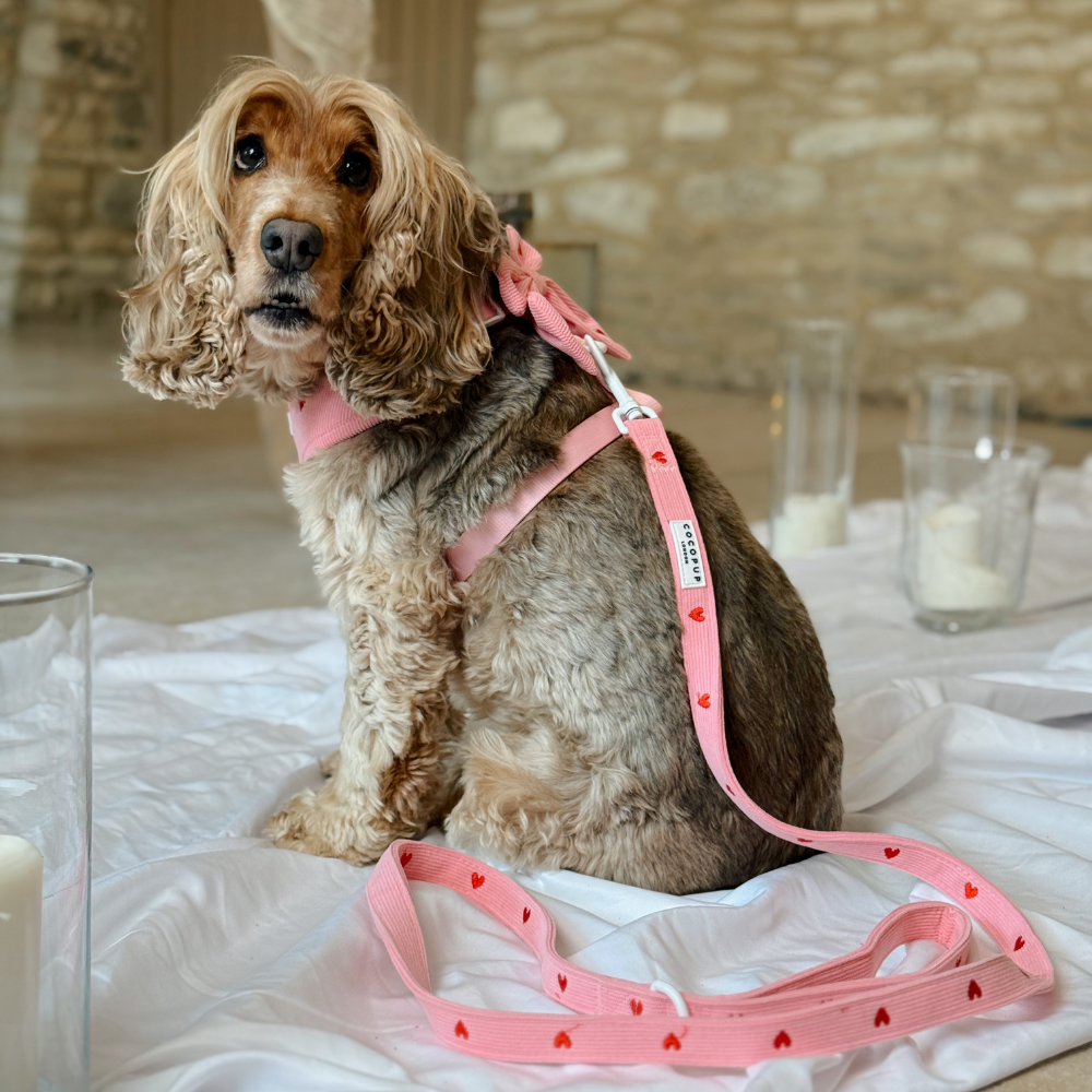 Pink Heartstrings Cord Adjustable Neck Harness, Lead & Collar Bundle