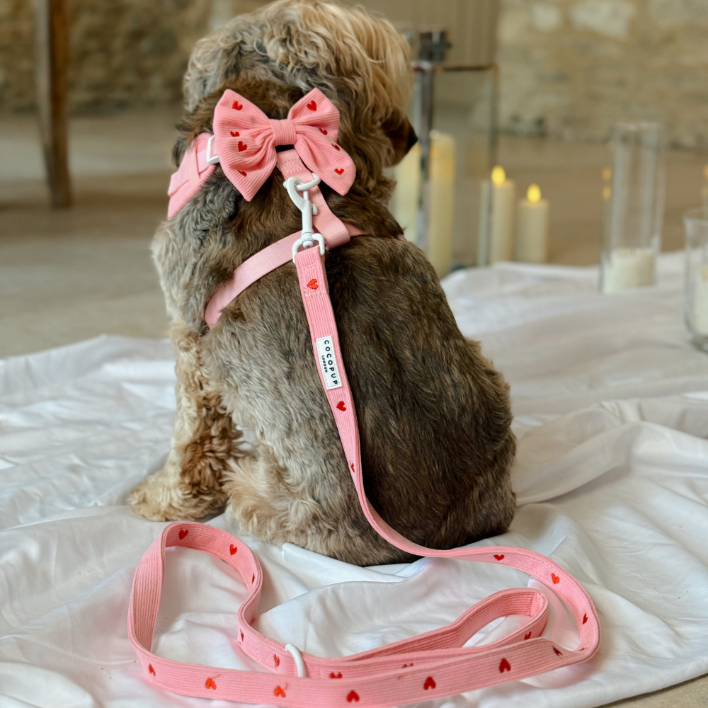 Pink Heartstrings Cord Adjustable Neck Harness, Lead & Collar Bundle