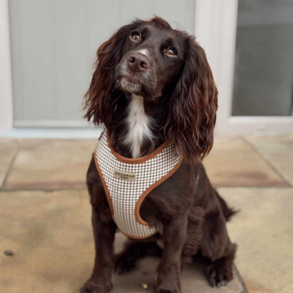 Heritage Check Adjustable Neck Harness, Lead & Collar Bundle