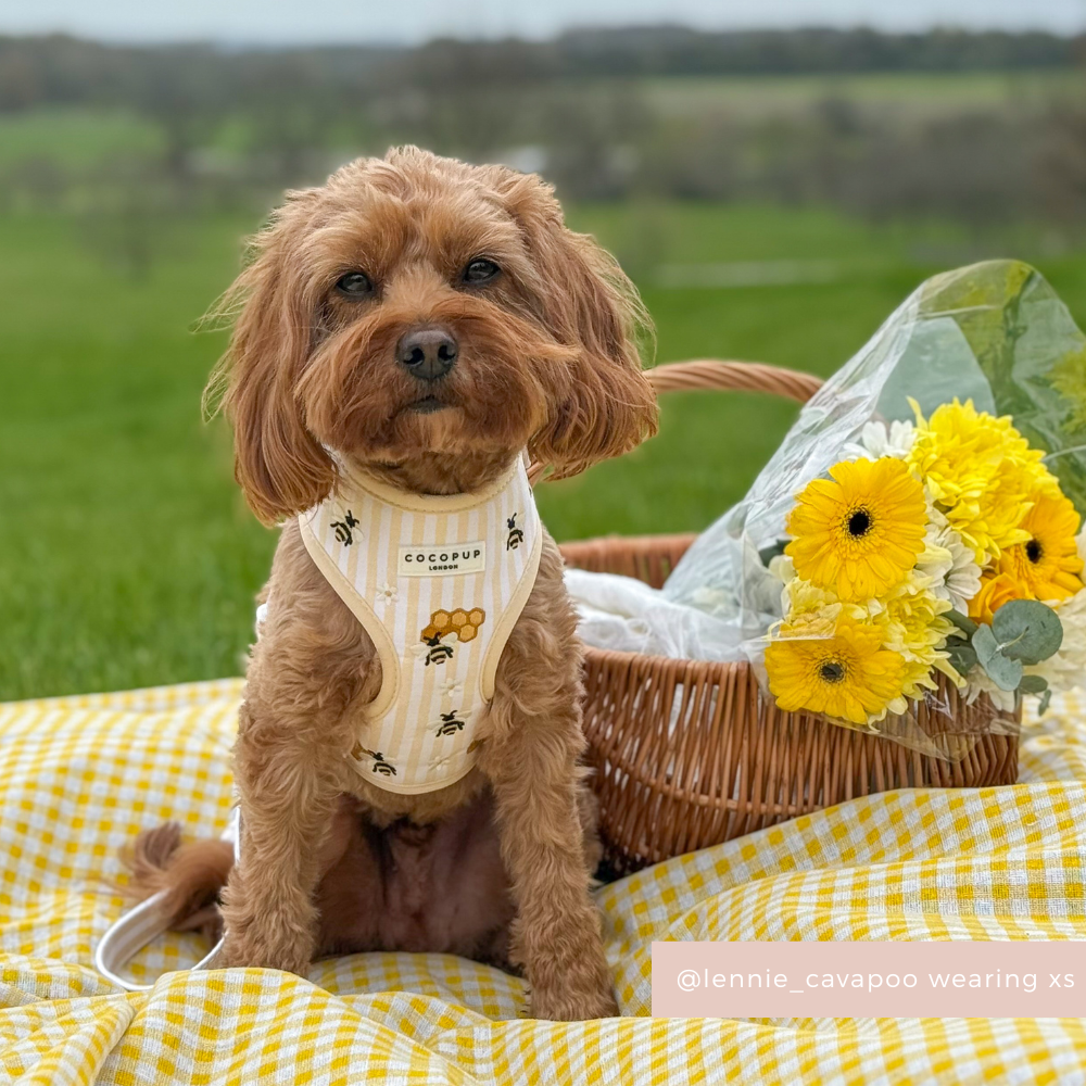 Honey Meadow Adjustable Neck HARNESS