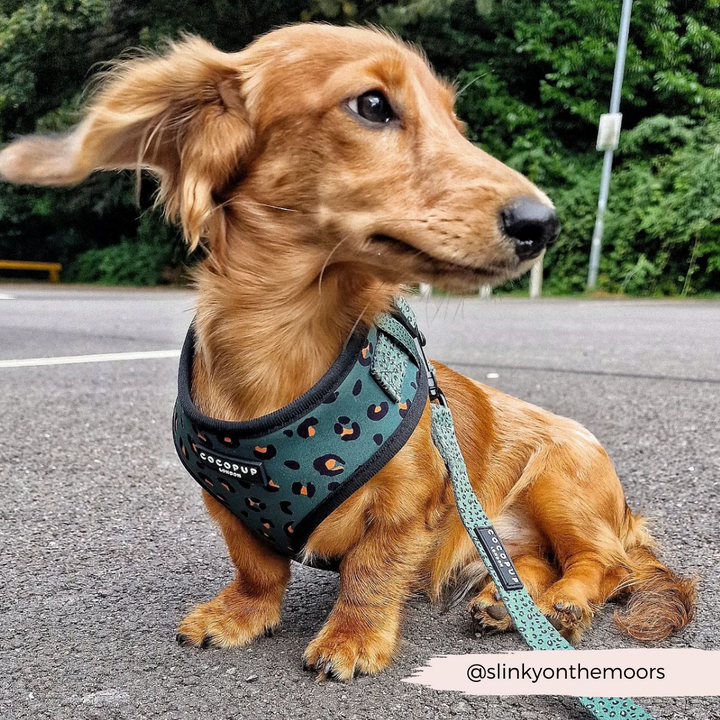 A dachshund with a sandy brown coat sits on a paved area wearing a Cocopup London Khaki Leopard Adjustable Neck Harness made of neoprene material. The dog is looking to the side, with lush greenery visible in the background. A leash is attached to the harness. Text in the image corner reads "@slinkyonthemoors".