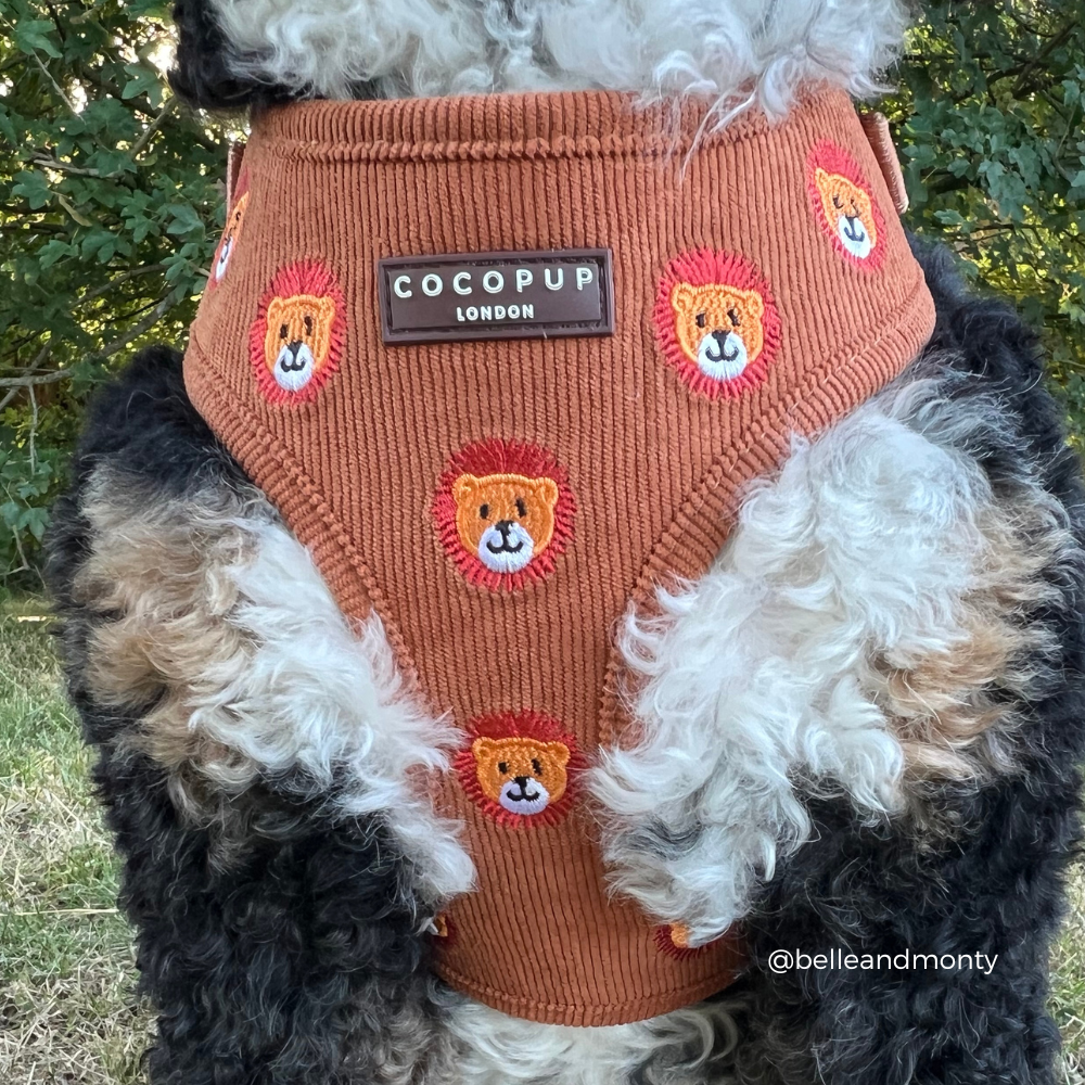 Leo the Lion Adjustable Neck Harness, Lead & Collar Bundle