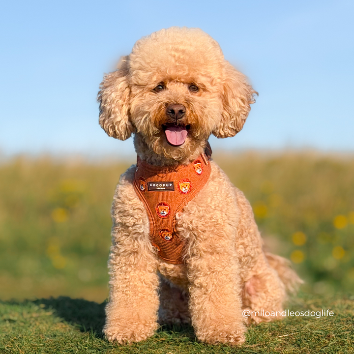Leo the Lion Adjustable Neck Harness, Lead & Collar Bundle