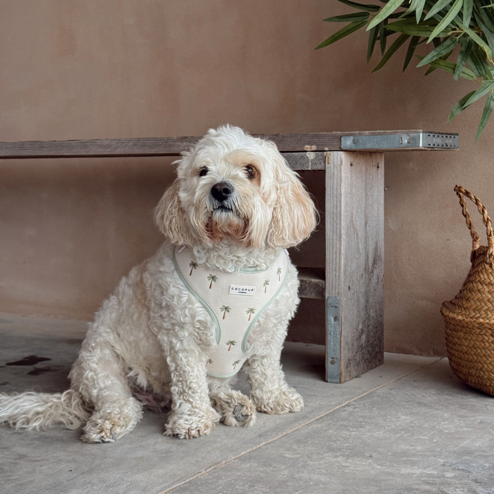 Palm Springs Adjustable Neck HARNESS