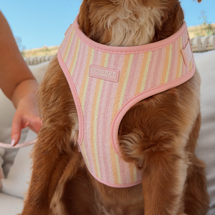 Pastel Stripes Adjustable Neck Harness, Lead & Collar Bundle