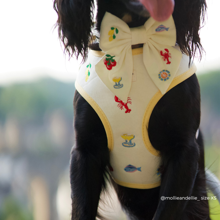 Picnic in Positano Adjustable Neck Harness, Lead & Collar Bundle