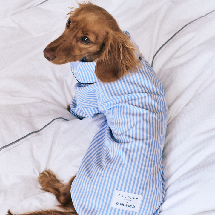 dog laying down on a bed wearing light blue striped pjs