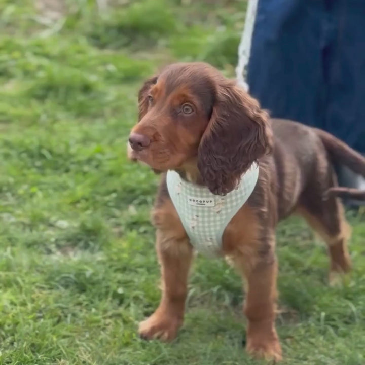 Silly Goose Adjustable Neck HARNESS