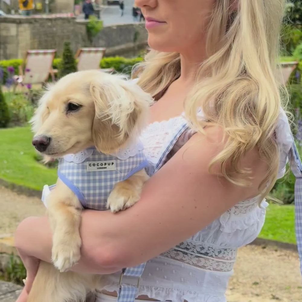 English Blue Adjustable Neck Harness, Lead & Collar Bundle