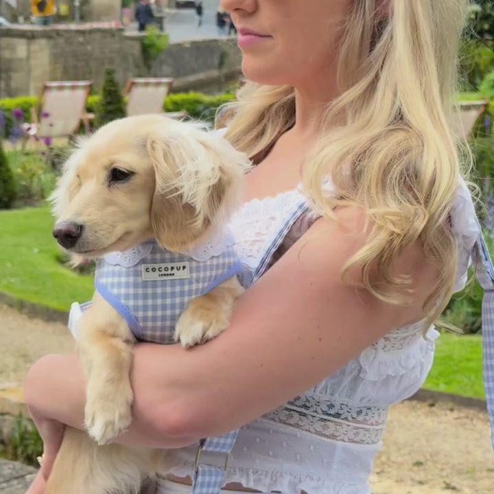 English Blue Adjustable Neck Harness, Lead & Collar Bundle