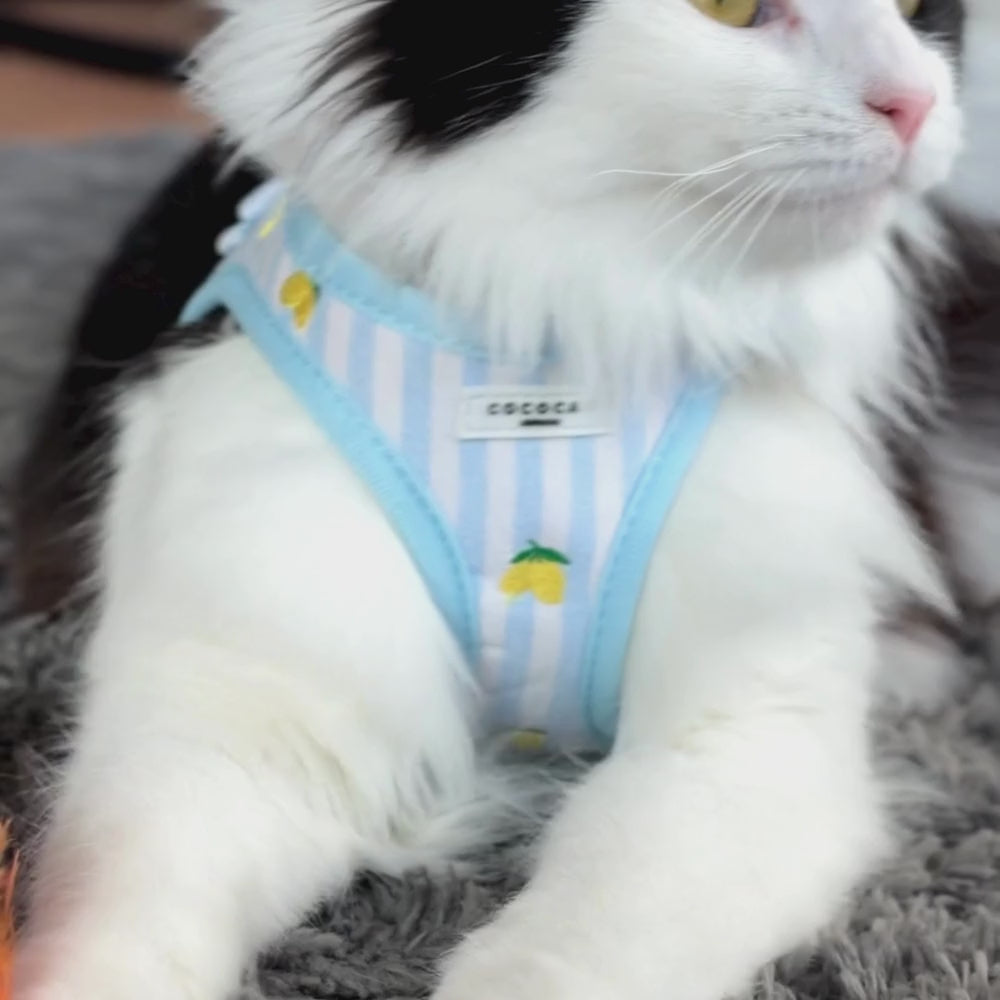 Cat Harness - Living La Vida Lemon