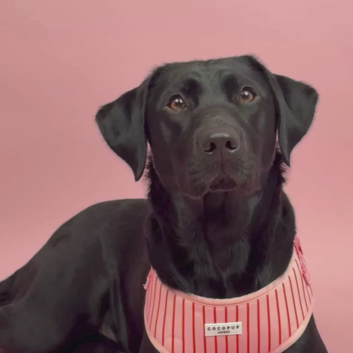 Candy Stripe Adjustable Neck HARNESS