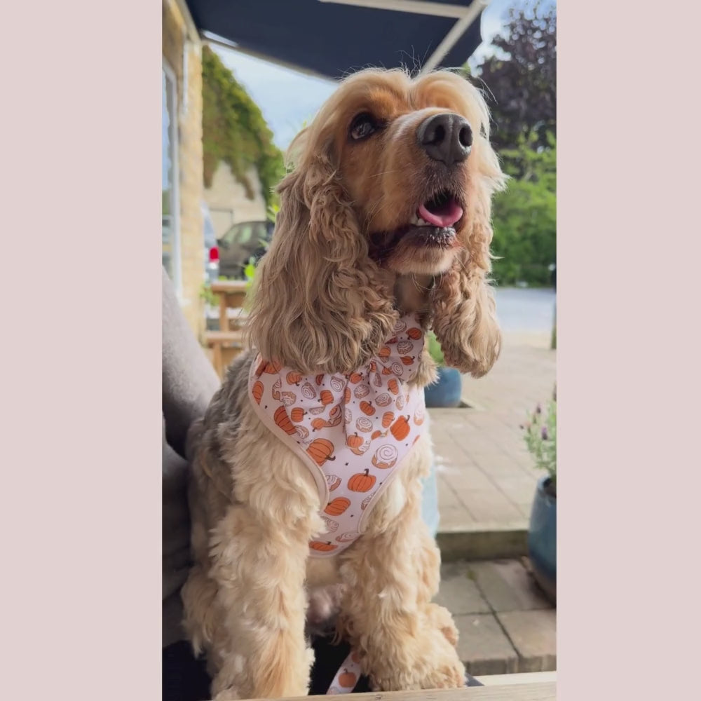 Cinnamon Buns Adjustable Neck Harness