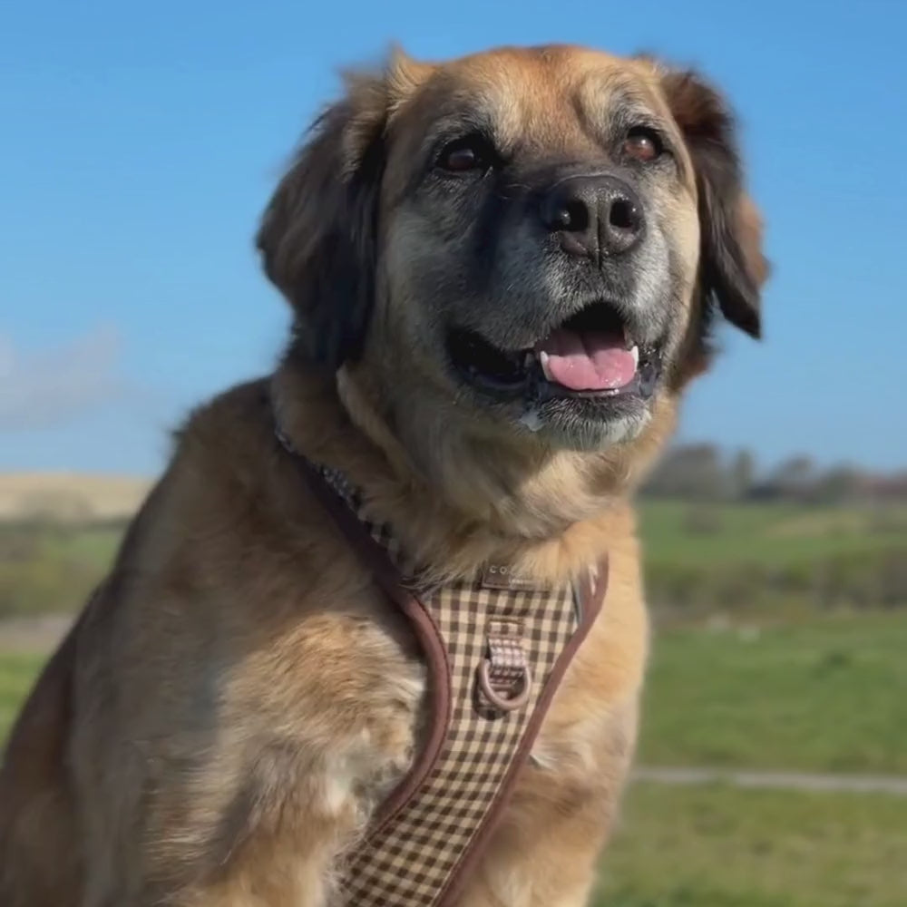 Explore Harness - Cotswold Check