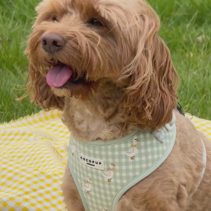 Silly Goose Adjustable Neck Harness, Lead & Collar Bundle