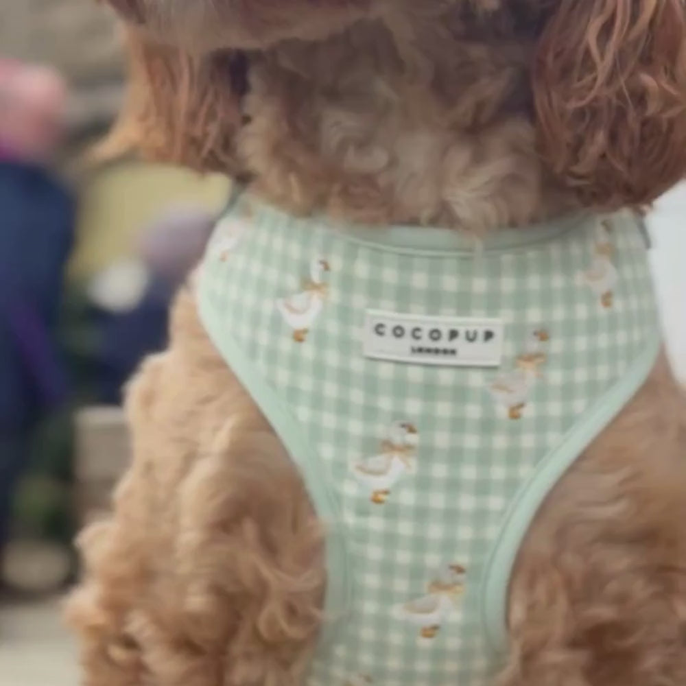 Silly Goose Adjustable Neck Harness, Lead & Collar Bundle