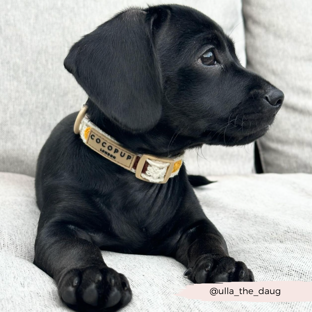 Sunflower Patch Collar