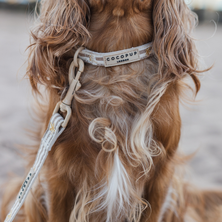 Sandy Starpaws Adjustable Neck Harness, Lead & Collar Bundle