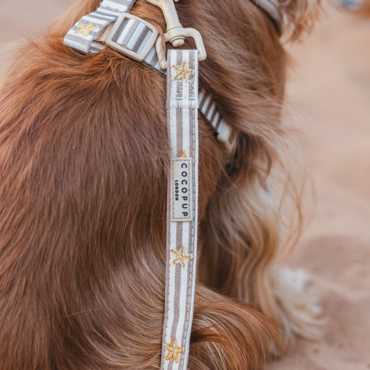Sandy Starpaws Lead