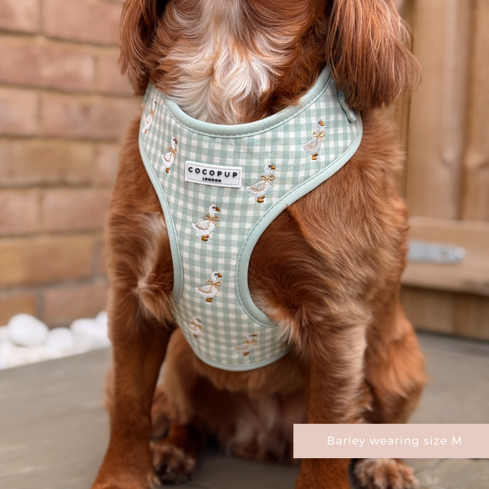 Silly Goose Adjustable Neck Harness, Lead & Collar Bundle