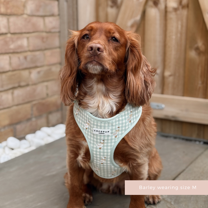 Silly Goose Adjustable Neck Harness, Lead & Collar Bundle