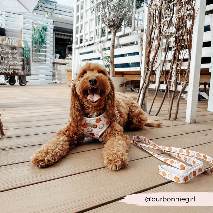 Cinnamon Buns Adjustable Neck Harness