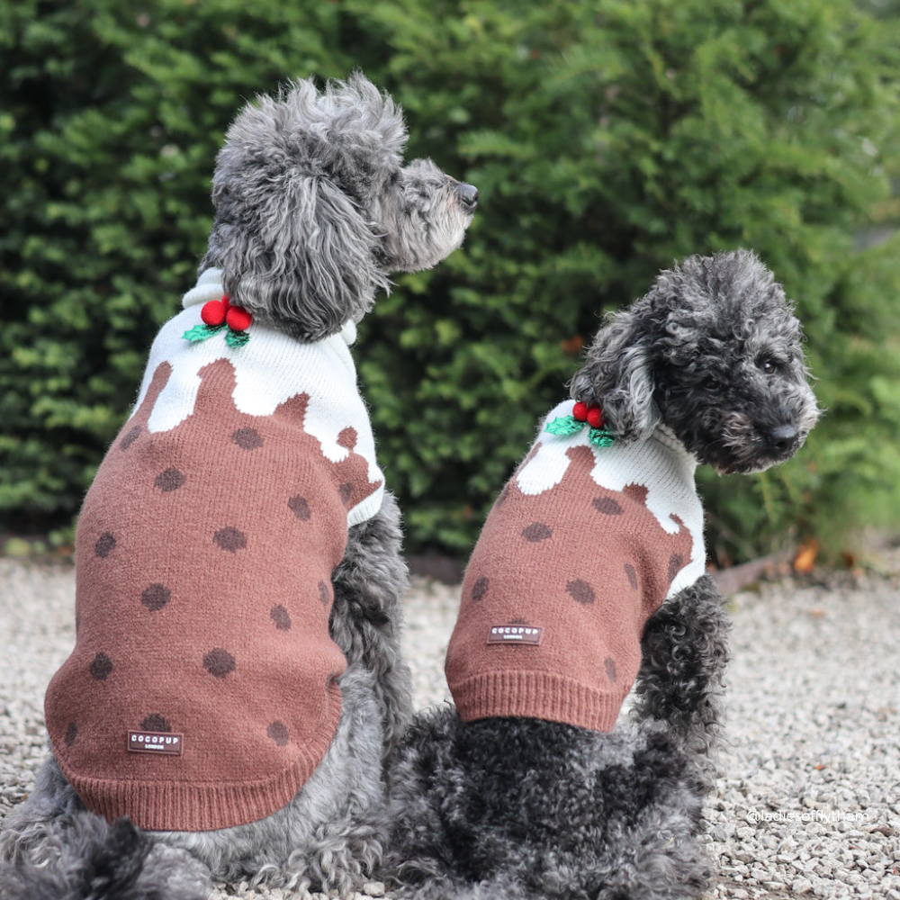 Two gray dogs wearing matching brown knit sweaters with white icing-like trim, dark polka dots, and small red and green decorative accents, photographed outdoors on gravel with greenery in the background.
