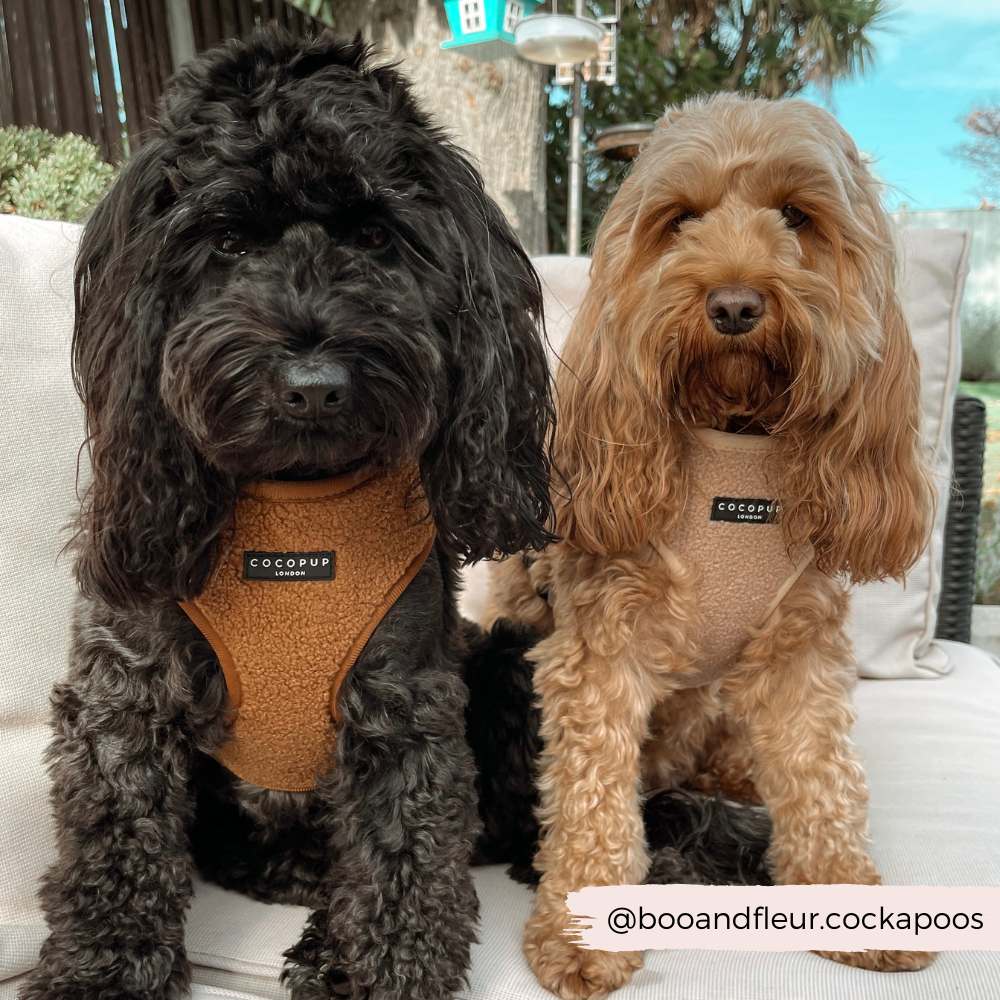 Harness for cockapoo puppy hot sale