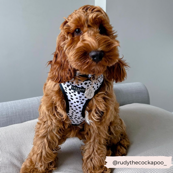brown fluffy dog wearing black and white spotted dog harness