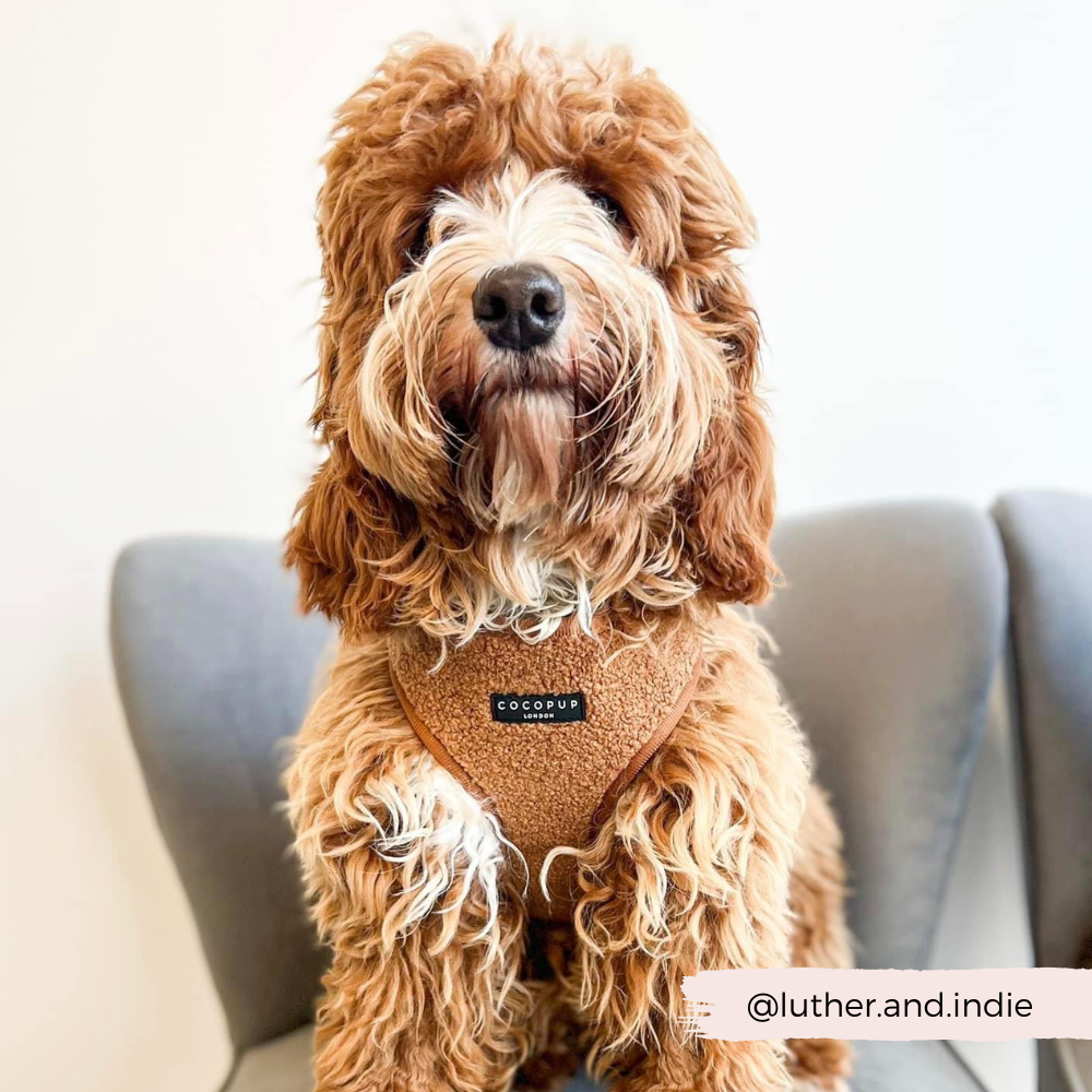 Best dog harness for cockapoo hot sale