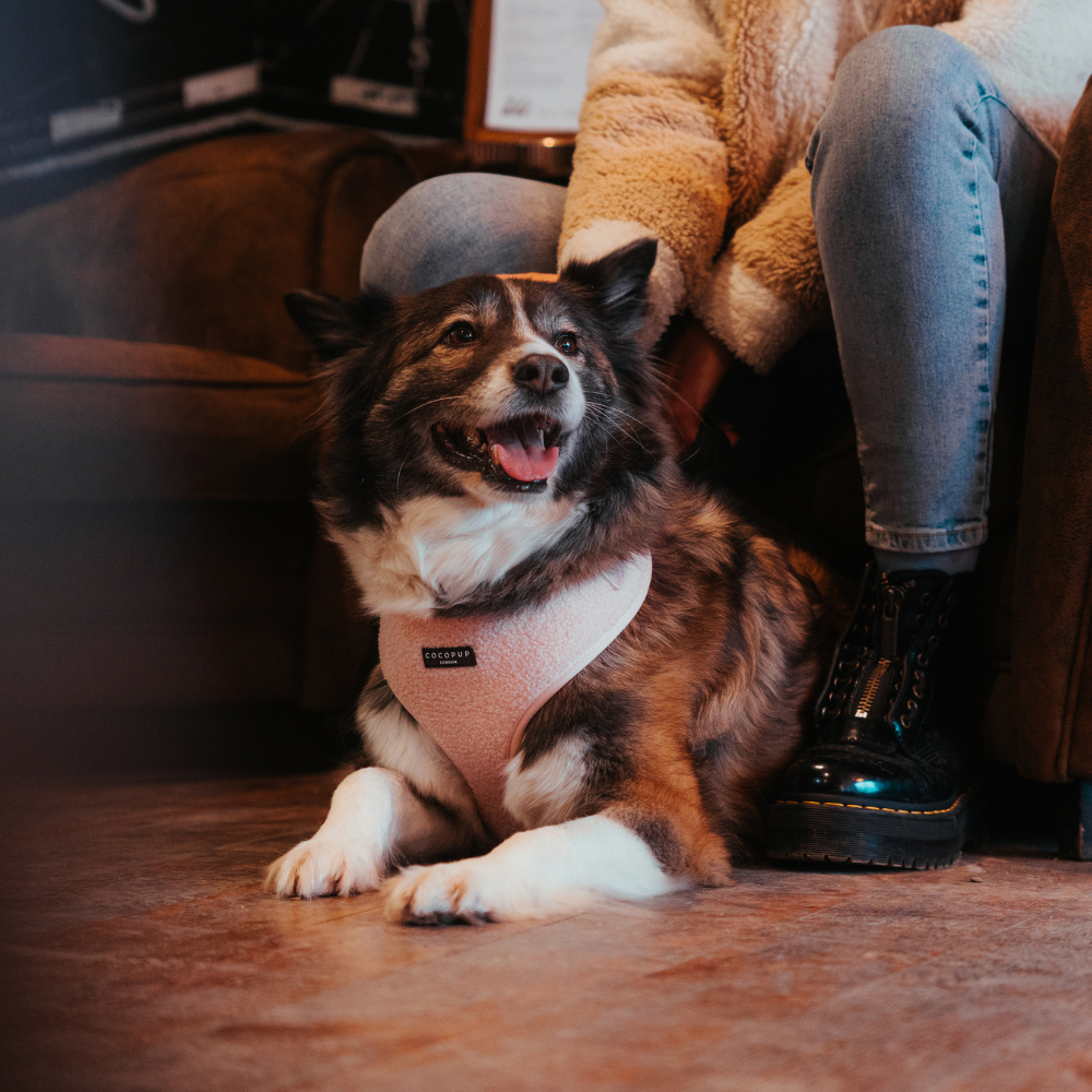 Ed love dog harness 2025