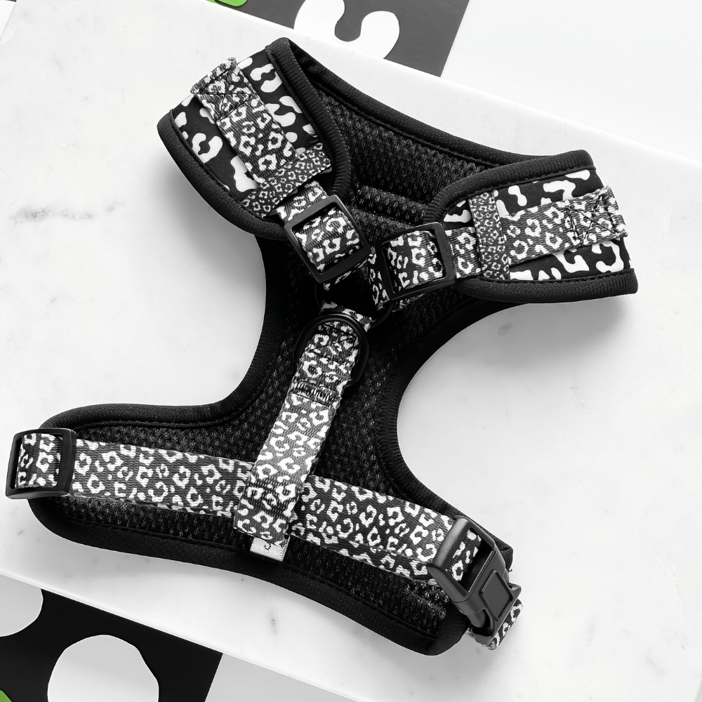 Black Leopard Adjustable Neck Harness, Lead & Collar Bundle