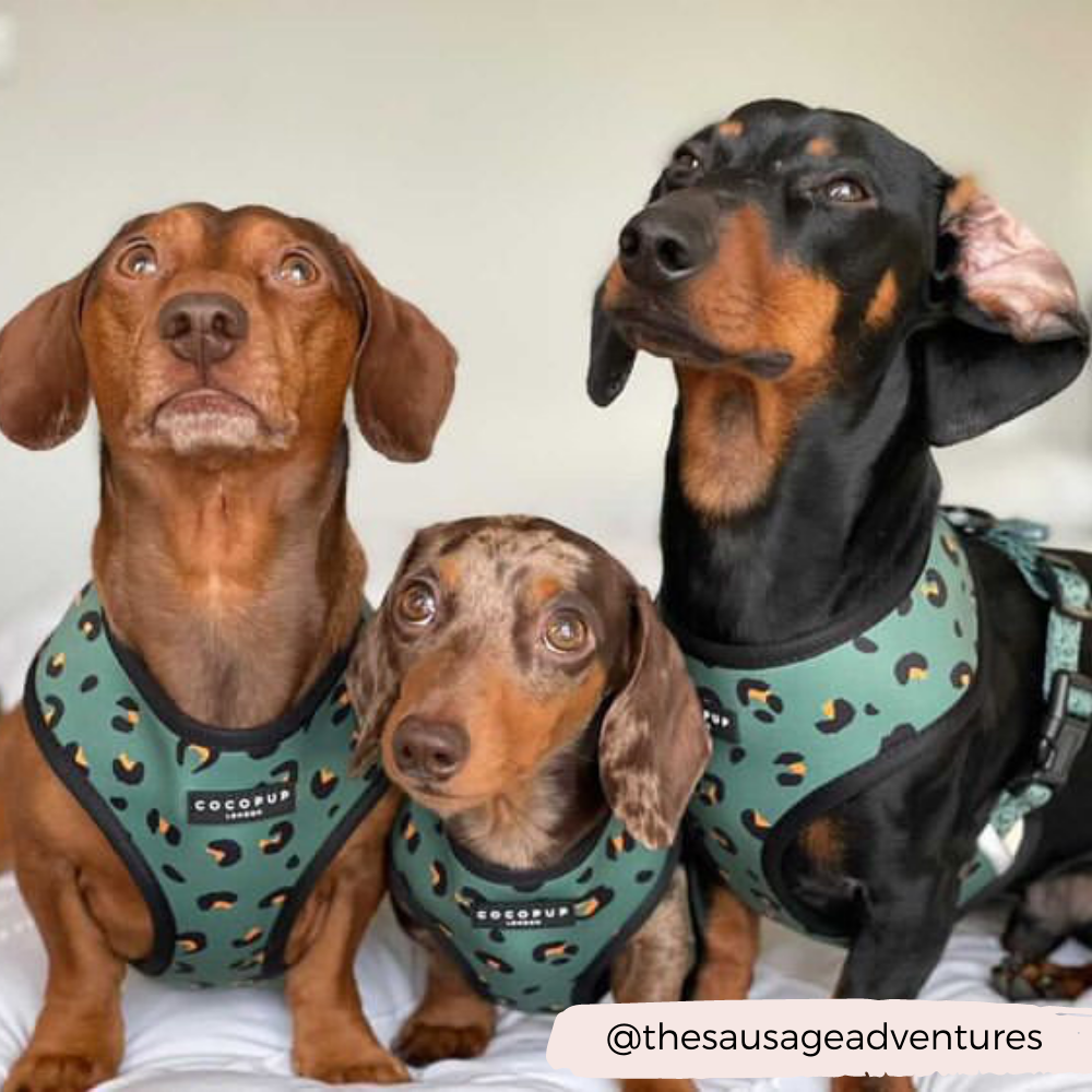 Leopard harness for dogs online